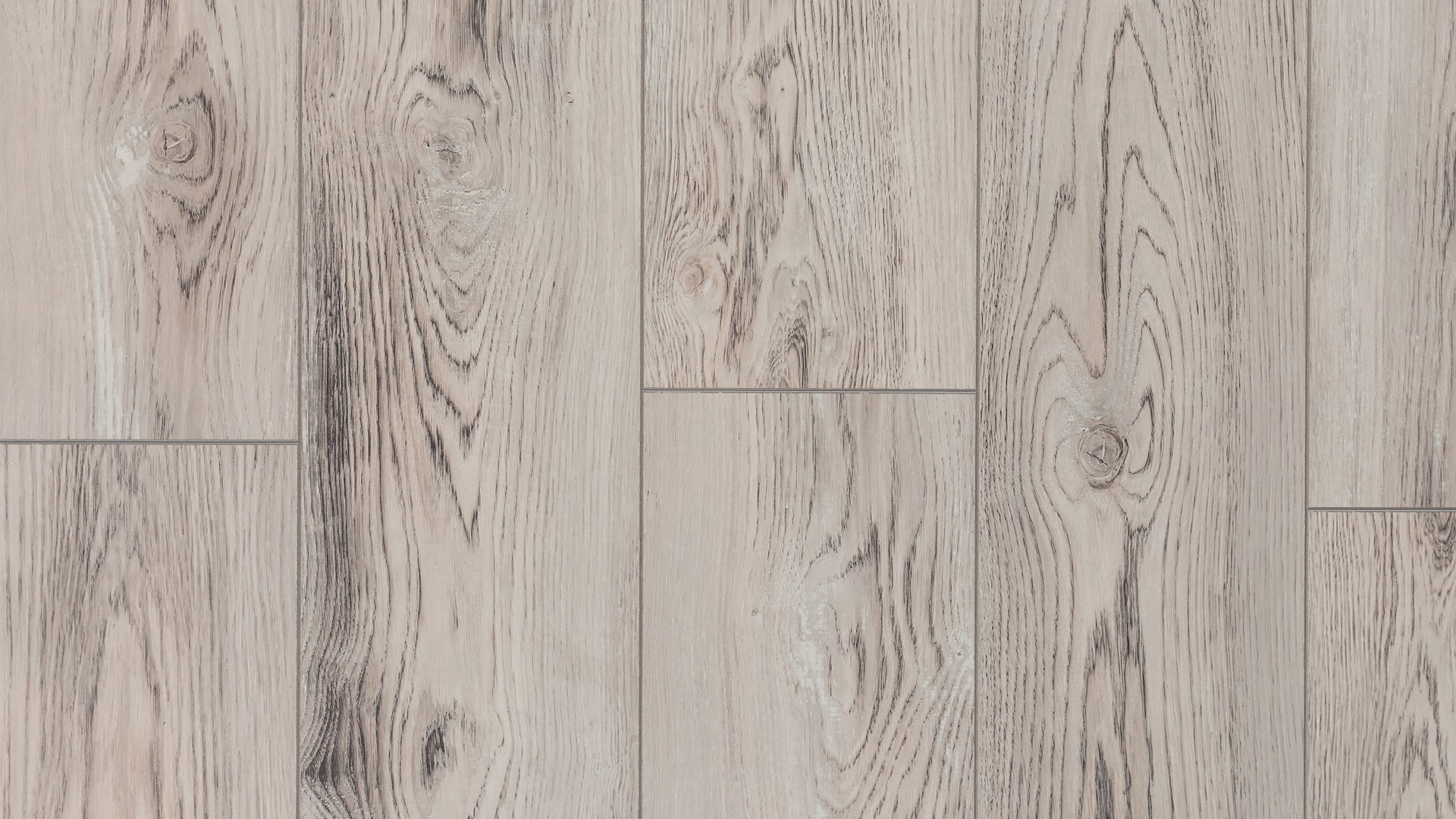 Сосна Сиена