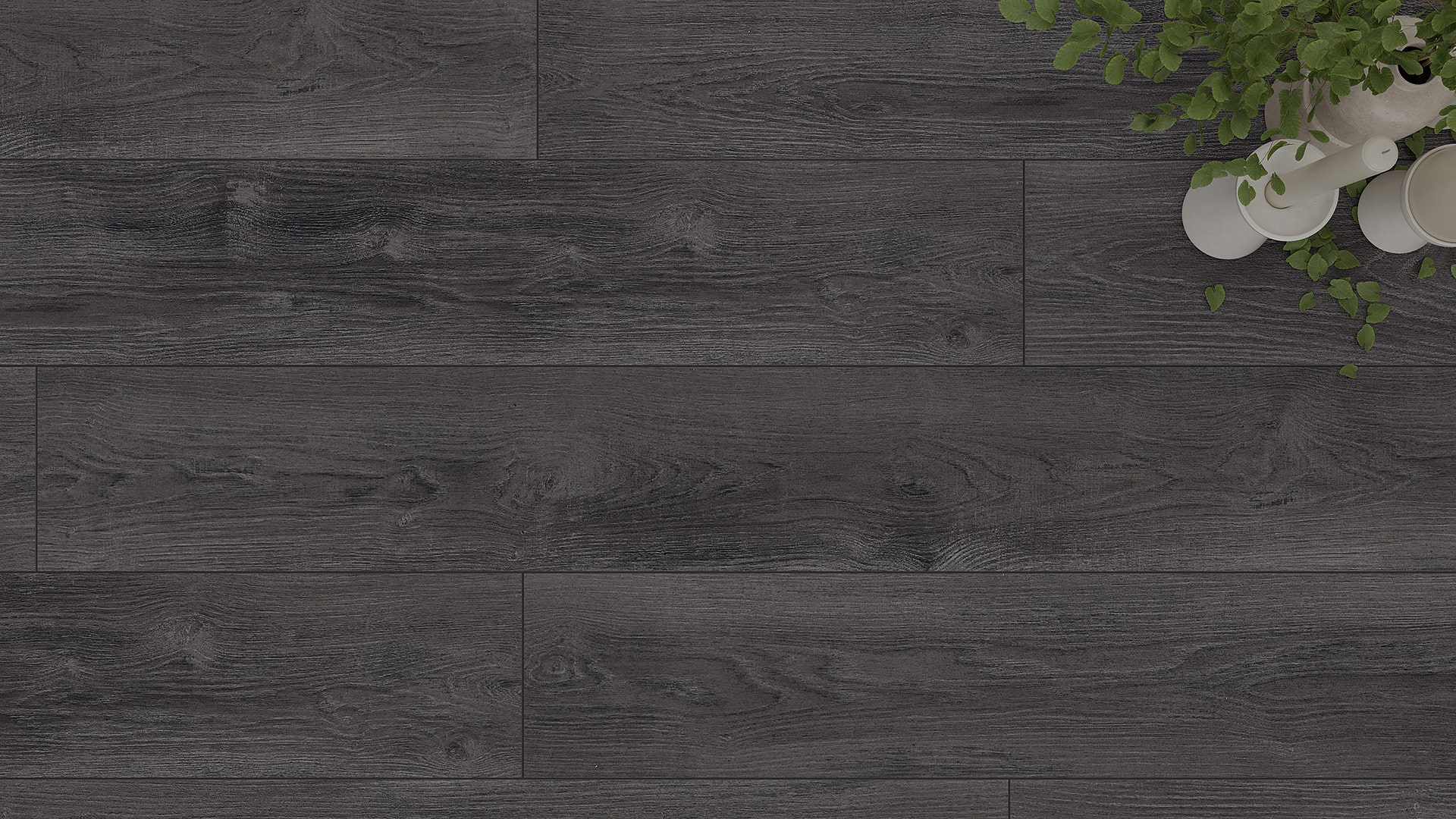 Сосна Мессина