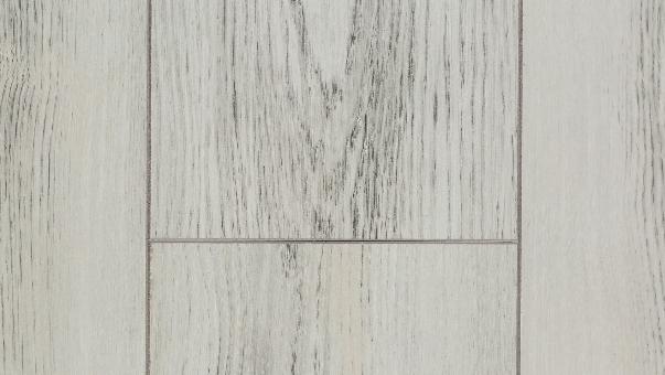 Клен Модена